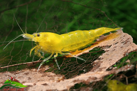 dòng tép vàng đài loan