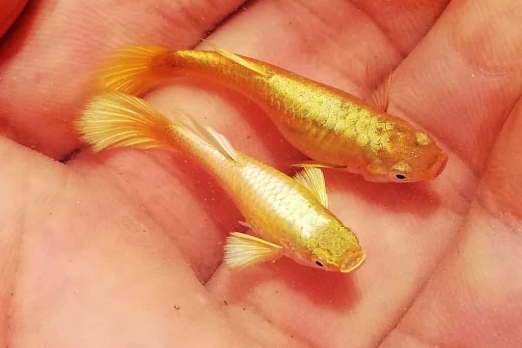 Full gold guppy: Cá 7 màu vàng HOT nhất