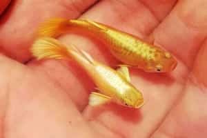 Full gold guppy: Cá 7 màu vàng HOT nhất