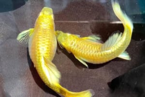 Cá bảy màu Thái