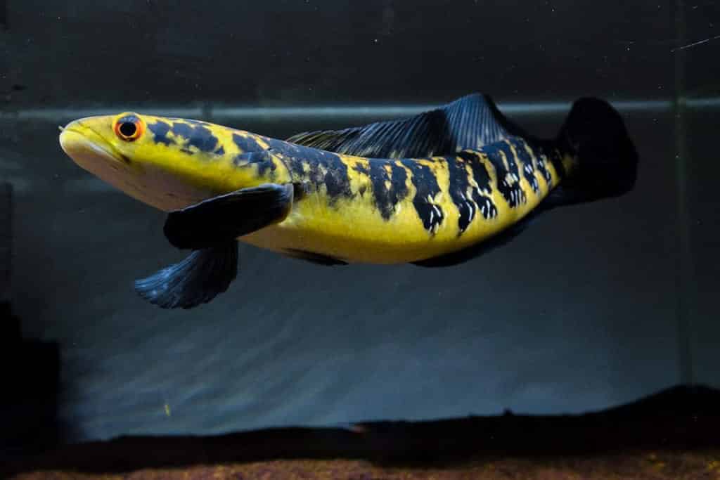 cá lóc kiểng - channa - yellow sentarum