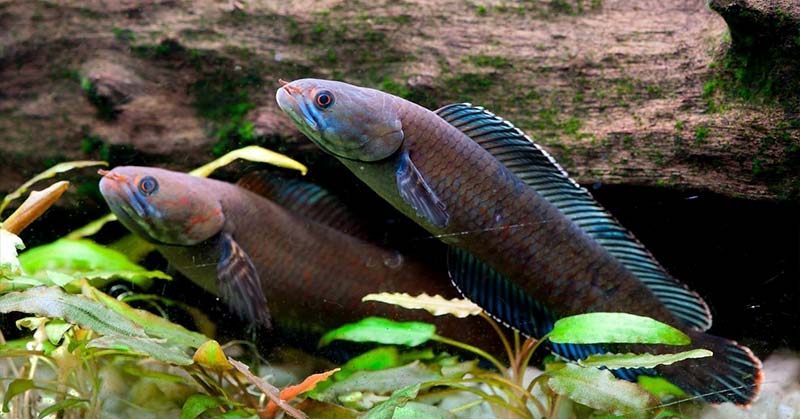 Cá Lóc Vây Xanh - Dòng Lóc Kiểng Đẹp Của Việt Nam - Wiki Cá Cảnh