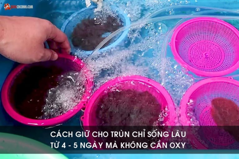 cách bảo quản trùng chỉ sống lâu 4 - 5 ngày mà không cần oxy