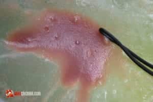 Hướng dẫn nuôi bobo, trứng nước, amino