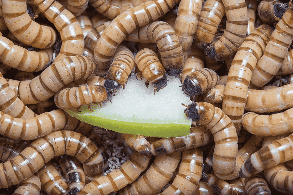 cho cá cảnh ăn sâu gạo