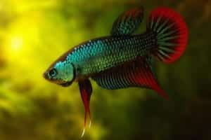 Cá Betta hay còn được biết đến với tên gọi khác như cá Xiêm, cá thia lia, có tên khoa học là Betta Splendens