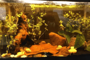 tác dụng của lá bàng khô trong nuôi cá cảnh