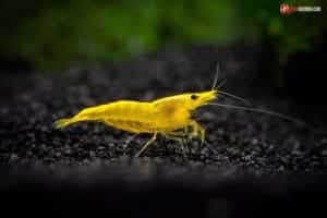 Tép vàng yellow shrimp