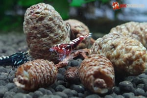 trai-thong-kho-ALDER-CONES-trong-ho-tep-canh