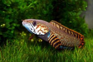 Cá lóc cầu vòng ngũ sắc - Channa Bleheri