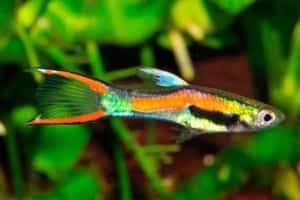 Cá bảy màu rừng - Endler Guppy