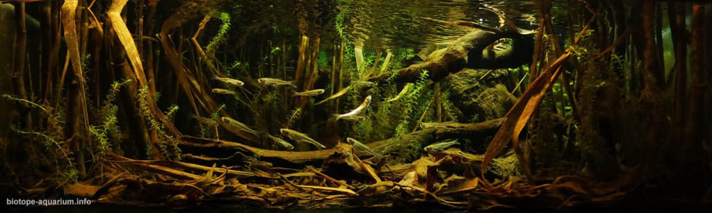 Flooded area on the Krężniczanka river, near Bełżyce, Poland