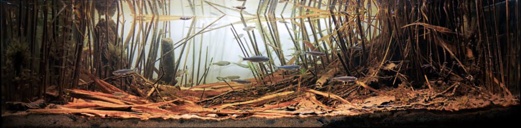 Oxbow Lake The Odra River. Brodno. Poland