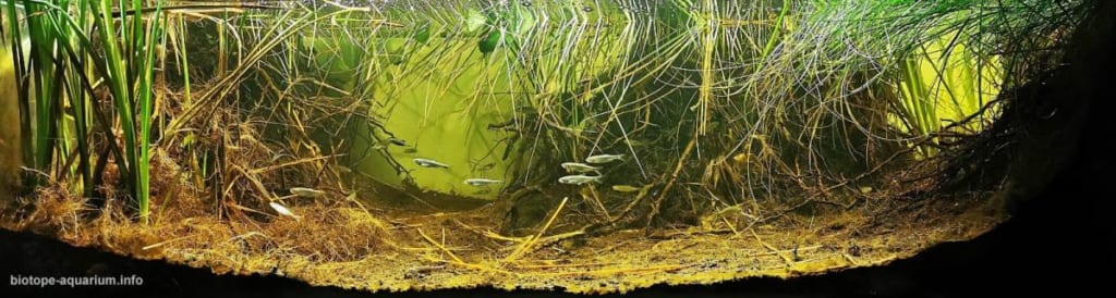 The land of “Łęgi Odrzańskie” . Flood zone. Odra River. Poland