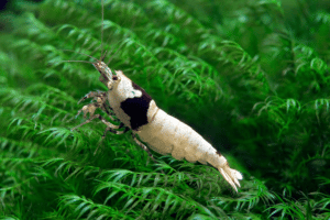 cách nhận biết và điều trị bệnh trên tép cảnh