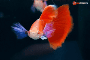 cá bảy màu full red guppy đẹp