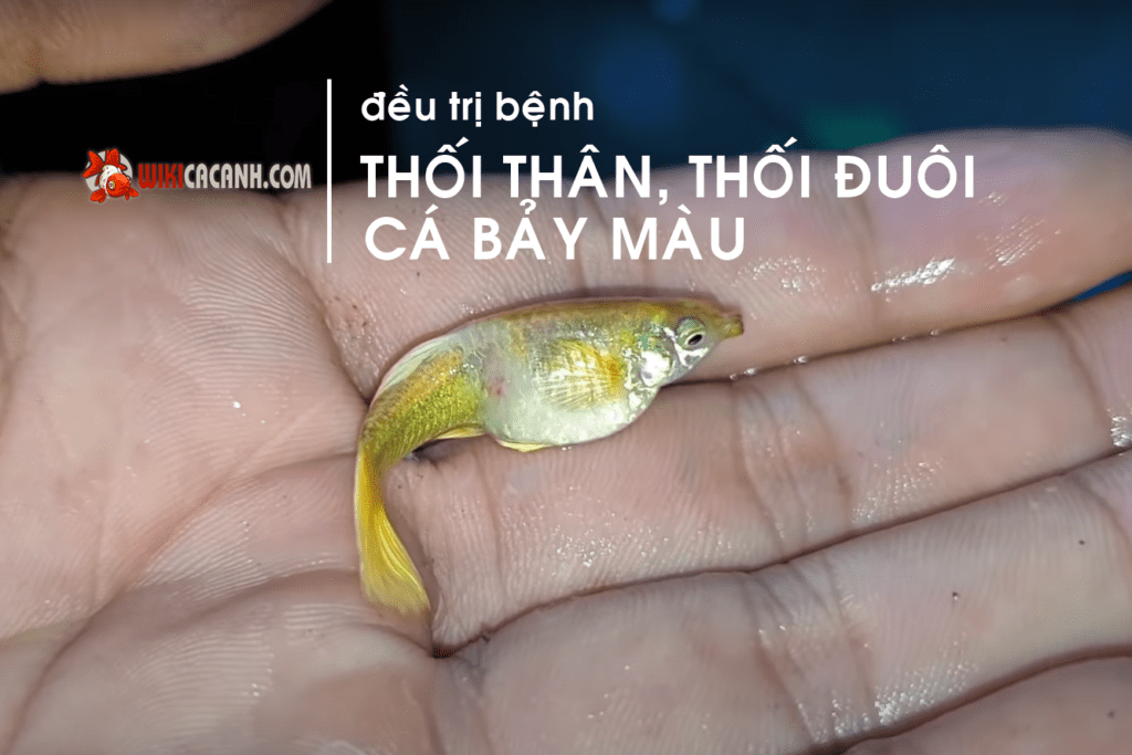 trị bênh thối thân và đuôi trên cá bảy màu