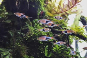 các cảnh cho hồ thủy sinh