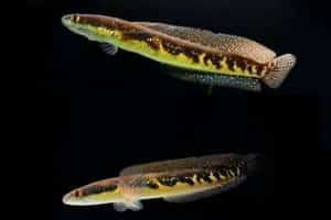 ca-loc-mat-bo-Channa-marulius