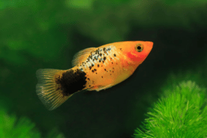 ca-mun-hat-luu-platy-vietnam