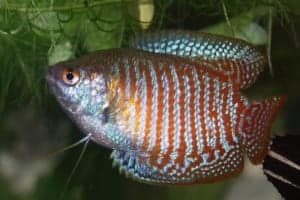 Cá sặc gấm - Colisa lalia