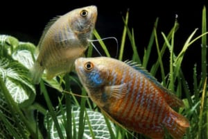 ép đẻ cá sặc gấm