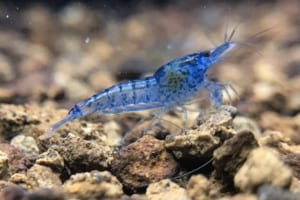 cach-dung-khang-sinh-dieu-tri-benh-cho-tep-canh-tai-nha