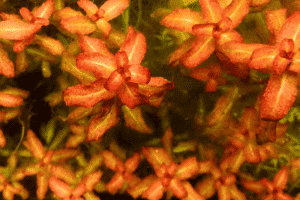 Cây thủy sinh Diệp tài hồng lá cam - Ludwigia senegalensis (“Guinea”)