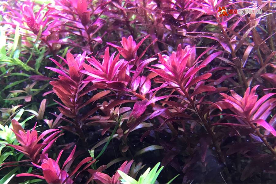 cay-vay-oc-do-thuy-sinh-Rotala-Rotundifolia
