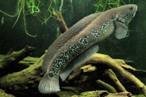 Các lóc trân châu xanh - Channa Asiatica