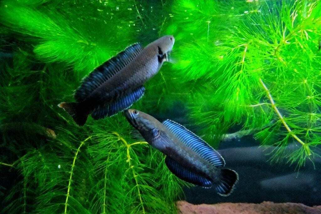 ghep-doi-ca-loc-vay-xanh