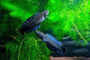 ghep-doi-ca-loc-vay-xanh