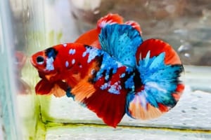 Giá bán cá Betta trên thị trường