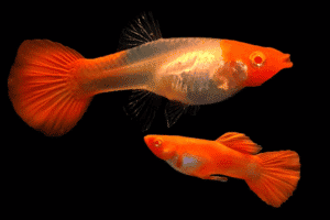 guppy koi-do-bay-mau-koi