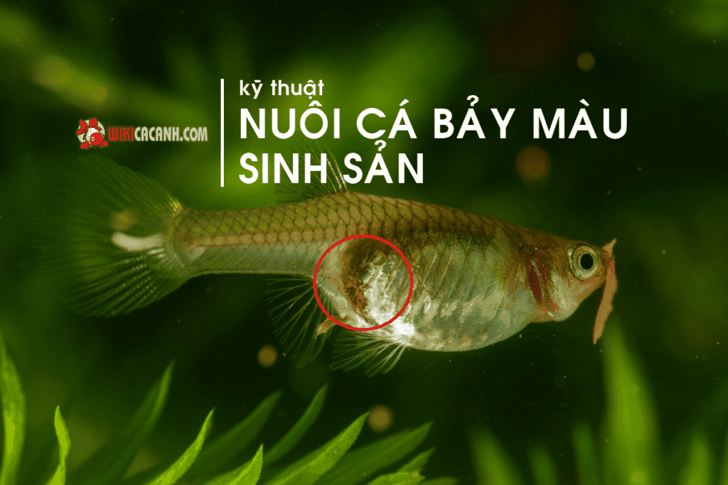 kỹ thuật nuôi cá 7 màu sinh sản