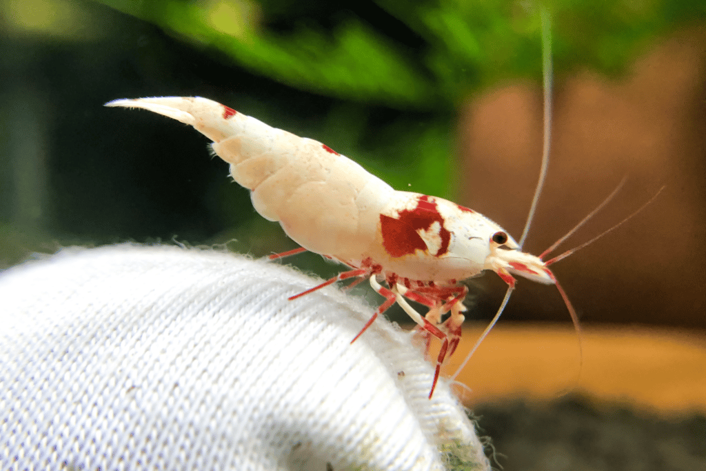 cách nuôi tép cảnh tại nhà