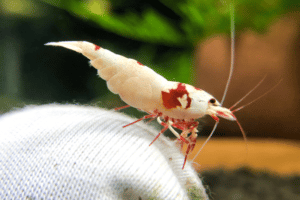 cách nuôi tép cảnh tại nhà