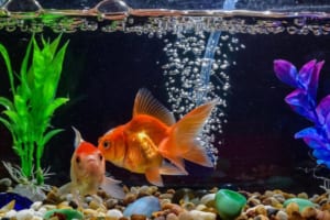 cách phòng bệnh cho cá cảnh theo mùa tại nhà