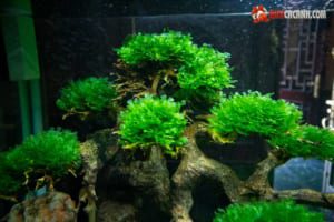 rêu dùng làm cây bonsai thủy sinh
