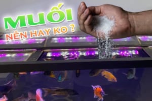 tác dụng tuyệt vời của muối hột trong nuôi cá cảnh