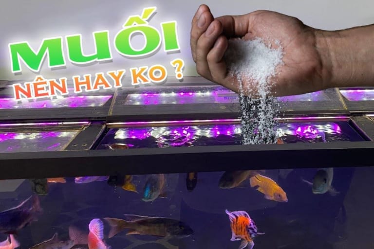 tác dụng tuyệt vời của muối hột trong nuôi cá cảnh