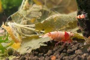 tép cảnh bị bệnh thối thân