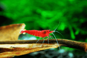 Bệnh nhiễm nấm (Fungal Infections) ở tép cảnh