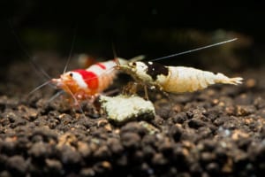 tep-galaxy-den-va-do-tai-viet-nam