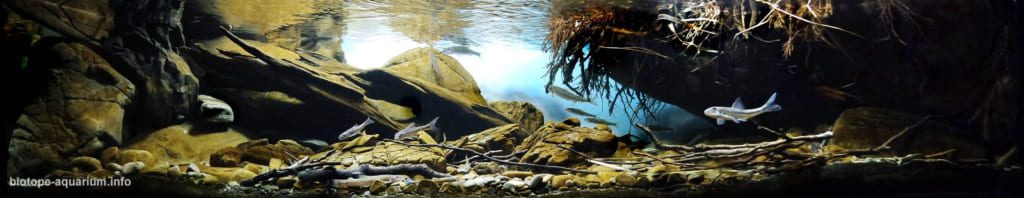 The bank of the Solinka river, near Cisna town. Bieszczady mountains. Poland