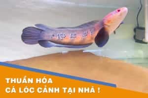 cách thuần hóa cá lóc cảnh tại nhà