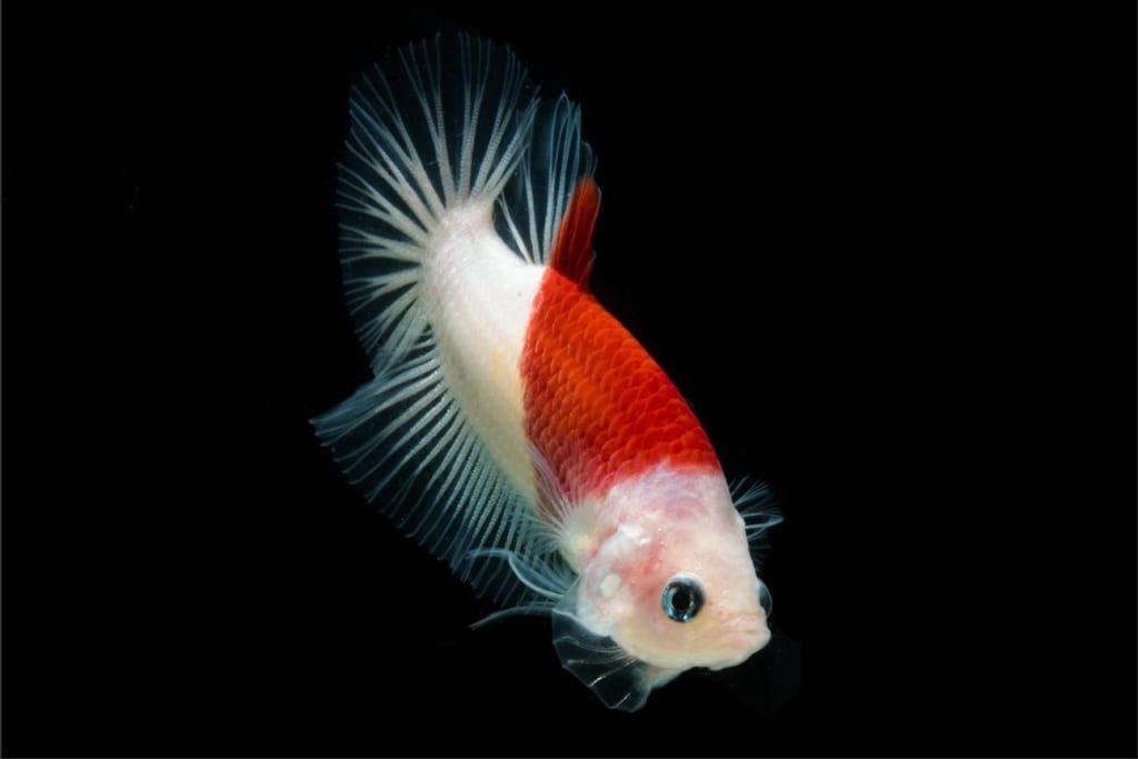 Betta KOI Tancho