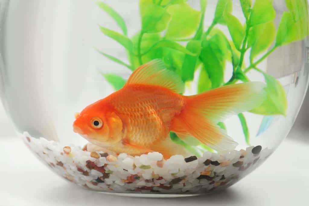 cá cảnh không cần oxy