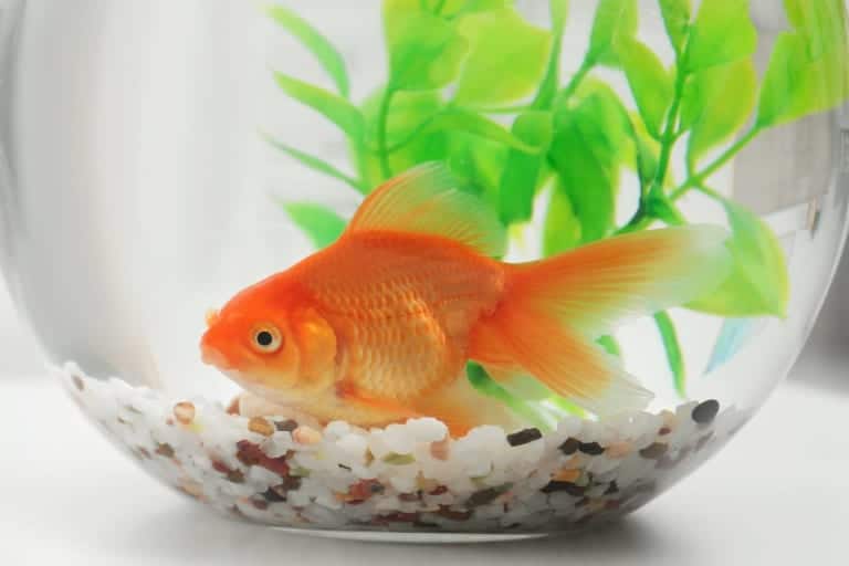 cá cảnh không cần oxy