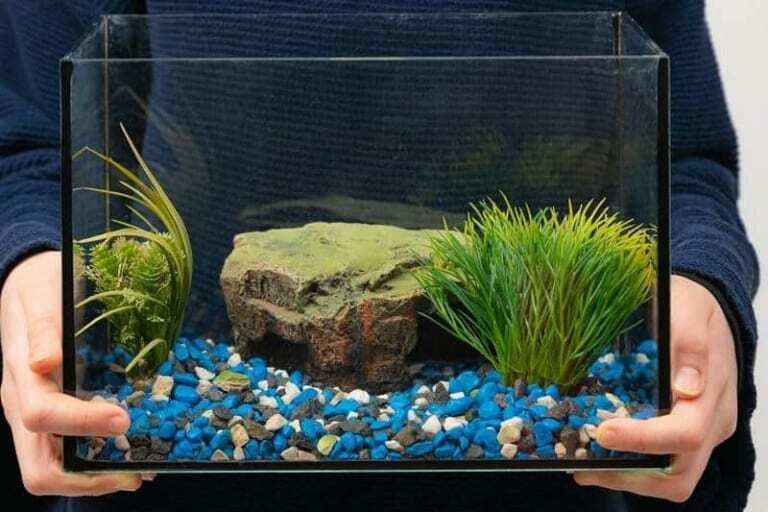 cách chọn bể cá cảnh theo phong thủy